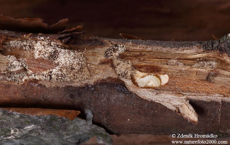 tesařík, Exocentrus punctipennis, Cerambycidae, Acanthocinini (Brouci, Coleoptera)